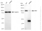 KD-Validated Anti-MIB1 Rabbit Monoclonal Antibody