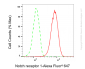 KD-Validated Anti-NOTCH1 Rabbit Monoclonal Antibody