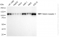 KD-Validated Anti-NOTCH1 Rabbit Monoclonal Antibody