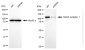 KD-Validated Anti-NOTCH1 Rabbit Monoclonal Antibody