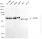 KD-Validated Anti-HEXIM1 Mouse Monoclonal Antibody