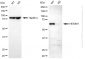 KD-Validated Anti-HEXIM1 Mouse Monoclonal Antibody