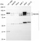 KD-Validated Anti-NEDD9 Mouse Monoclonal Antibody