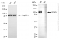 KD-Validated Anti-NEDD9 Mouse Monoclonal Antibody