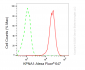 KD-Validated Anti-KPNA1 Mouse Monoclonal Antibody