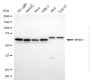 KD-Validated Anti-KPNA1 Mouse Monoclonal Antibody