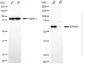 KD-Validated Anti-KPNA1 Mouse Monoclonal Antibody