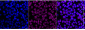 KD-Validated Anti-RALY Mouse Oligoclonal Antibody