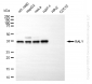 KD-Validated Anti-RALY Mouse Oligoclonal Antibody