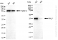 KD-Validated Anti-RALY Mouse Oligoclonal Antibody