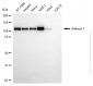 KD-Validated Anti-ADD1 Mouse Oligoclonal Antibody