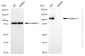 KD-Validated Anti-ADD1 Mouse Oligoclonal Antibody