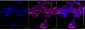 KD-Validated Anti-TXLNA Mouse Oligoclonal Antibody
