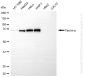 KD-Validated Anti-TXLNA Mouse Oligoclonal Antibody