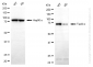 KD-Validated Anti-TXLNA Mouse Oligoclonal Antibody