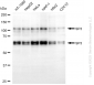 KD-Validated Anti-SP3 Mouse Oligoclonal Antibody