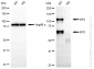 KD-Validated Anti-SP3 Mouse Oligoclonal Antibody
