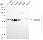 KD-Validated Anti-ZC3HC1 Mouse Oligoclonal Antibody