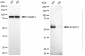KD-Validated Anti-ZC3HC1 Mouse Oligoclonal Antibody