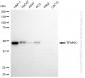KD-Validated Anti-TFAP2C Rabbit Monoclonal Antibody