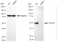 KD-Validated Anti-TFAP2C Rabbit Monoclonal Antibody