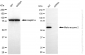 KD-Validated Anti-Malic Enzyme 2 Rabbit Monoclonal Antibody