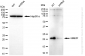 KD-Validated Anti-UBE2F Rabbit Monoclonal Antibody