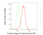 KD-Validated Anti-PKN1 Rabbit Monoclonal Antibody