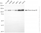 KD-Validated Anti-PKN1 Rabbit Monoclonal Antibody