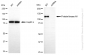 KD-Validated Anti-PKN1 Rabbit Monoclonal Antibody
