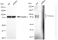 KD-Validated Anti-PIP5K1C Rabbit Monoclonal Antibody