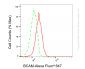 KD-Validated Anti-BCAM Rabbit Monoclonal Antibody