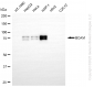 KD-Validated Anti-BCAM Rabbit Monoclonal Antibody