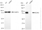 KD-Validated Anti-BCAM Rabbit Monoclonal Antibody