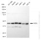 KD-Validated Anti-FNTA Rabbit Monoclonal Antibody