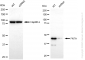KD-Validated Anti-FNTA Rabbit Monoclonal Antibody