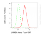 KD-Validated Anti-LAMB1 Rabbit Monoclonal Antibody