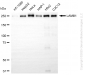 KD-Validated Anti-LAMB1 Rabbit Monoclonal Antibody