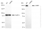 KD-Validated Anti-LAMB1 Rabbit Monoclonal Antibody