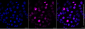 KD-Validated Anti-Phospho-KIF22 (S427) Rabbit Monoclonal Antibody