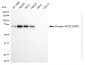 KD-Validated Anti-Phospho-KIF22 (S427) Rabbit Monoclonal Antibody