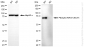KD-Validated Anti-Phospho-KIF22 (S427) Rabbit Monoclonal Antibody