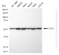 KD-Validated Anti-CCT2 beta Rabbit Monoclonal Antibody
