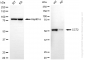 KD-Validated Anti-CCT2 beta Rabbit Monoclonal Antibody