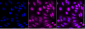 KD-Validated Anti-UCH L5 Rabbit Monoclonal Antibody
