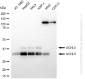 KD-Validated Anti-UCH L5 Rabbit Monoclonal Antibody