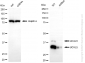 KD-Validated Anti-UCH L5 Rabbit Monoclonal Antibody