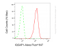 KD-Validated Anti-IQGAP1 Rabbit Monoclonal Antibody