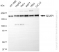 KD-Validated Anti-IQGAP1 Rabbit Monoclonal Antibody