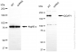 KD-Validated Anti-IQGAP1 Rabbit Monoclonal Antibody